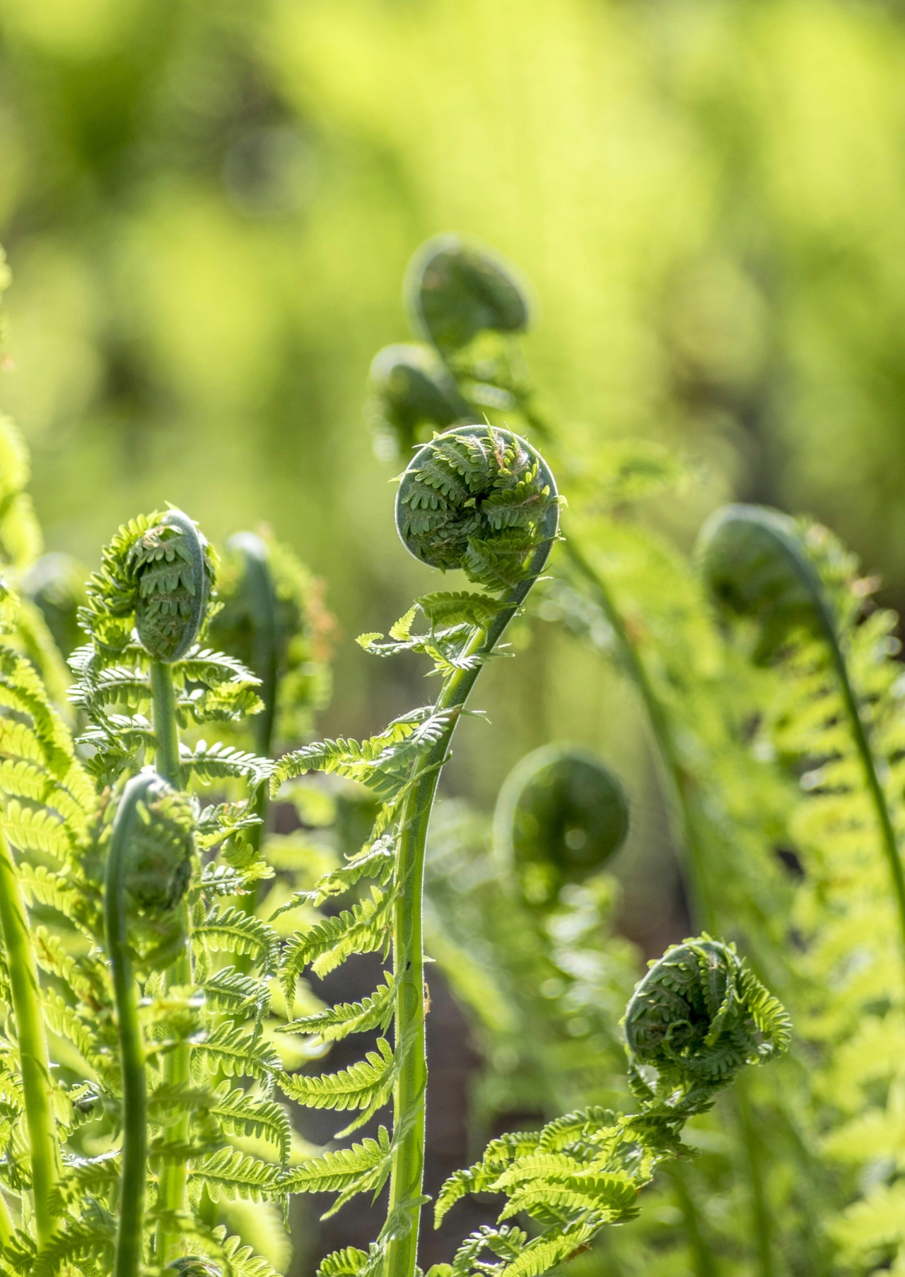 Close up of a fern